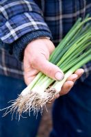 Spring onions, Scallions over wintered and harvested in April