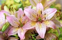 Lilium 'Denia Pixie' - Dwarf oriental lily 