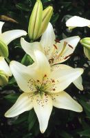 Lilium 'Sterling Star' - Oriental lily