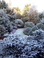 Conifer beds with Abies procera in foreground - Royal Landscape Gardens Windsor