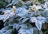 Mahonia x wagneri 'Hastings Elegant' - Frost covered leaves and flowerbud