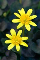 Ranunculus ficaria 'Brazen Hussy' - Celandine flowers aginst the dark foliage