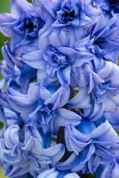 Hyacinth 'General Kholer'