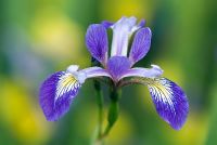Iris x robusta 'Mountain Brook'