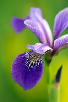 Iris versicolor 'Rowden Concerto'