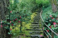 Japanese garden with stone steps, moss and 
Camellia - Japanese Garden, Portland, Oregon, USA