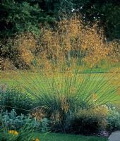 Stipa gigantea - Golden Oat Grass 