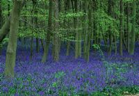 Ancient virgin broad-leaved beech wood with carpet of Hyacinthoides non-scripta - Langford Grove, Essex
