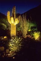 Desert garden featuring cacti and Yucca lit up at night - The Lerner Garden, Palm Springs, California, USA