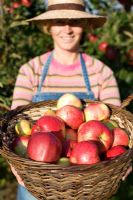 Woman holding basket with freshly picked Malus 'Cox Pomone' - apples from organic farmed apples
