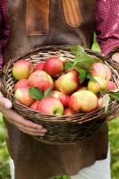 Man holding basket with freshly picked Malus 'Cox Pomone' - apples picked from an organic run apple farm