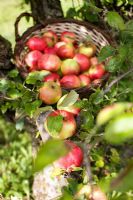 Freshly picked organic Malus 'Cox Pomone' - apples in basket in apple tree