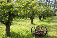 Organic Malus 'Cox Pomone' apples in basket on cart in apple orchard