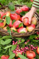 Child taking an apple - Malus 'Cox Pomone' from basket picked in an organic run orchard