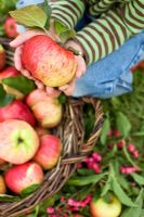 Child holding an apple - Malus 'Cox Pomone' from basket picked in an organic run orchard