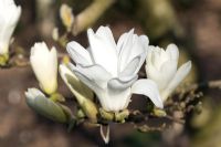 Magnolia pristine