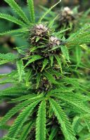 Cannabis sativa 'Purple Haze' - Marijuana 