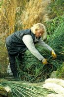 Woman tidying Cortaderia selloana before covering it to proctect from winter frost 