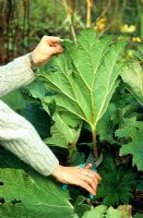 Pruning Gunnera leaves as the first step in proctecting plant from winter frost 