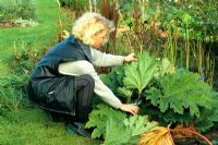 Pruning Gunnera leaves as the first step in proctecting plant from winter frost 