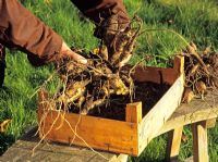Putting Dahlia tubers into wooden box to overwinter 