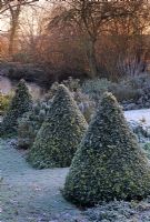 Row of frosty Buxus sempervirens pyramids - Pound Farm House, Essex 