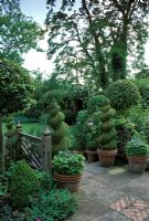 Topiary Buxus spirals, Hedera spheres standard Laurus nobilis trees in terracotta containers on either side of steps. Anglo Indian garden with lawn and garden beyond - Rawlinson Road, Oxford