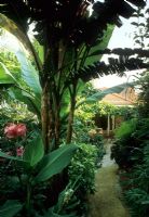 Seating area under canopy in tropical style garden with Musa - Australia 