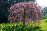 Prunus subhirtella 'Flore Pleno'