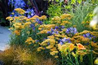 Summer border with Achillea 'Terracotta' and Agapanthus africanus at Hampton Court FS 2007. 'Growing Together'
