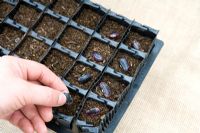 Planting seeds - beans in 'Rootrainers' capsules - 5 steps