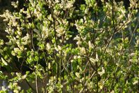 Salix hastata 'Wehrhahnii' with catkins - Willow