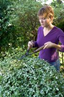 Lady trimming Pittospermum 'Irene Patterson' with shears 
