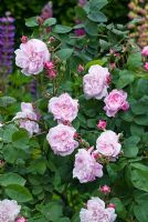 Rosa 'Fantin-Latour'flowering in May 