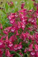 Penstemon 'Pensham Amelia Jayne' flowering in July