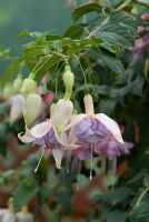 Fuchsia 'Holly's Beauty' in July
