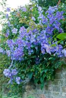 Clematis 'Perle d'Azur' growing over a wall in July.