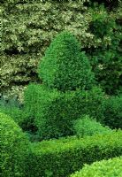 Buxus topiary at The Old Rectory in  Sudborough