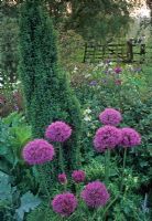 Allium 'Purple Sensation' in border with Aquilegia, Iris and upright pencil slim Juniperus communis - Park Farm, Chelmsford, Essex 