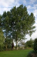 Populus candicans - Poplar tree