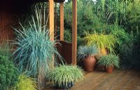 Ornamental grasses in containers