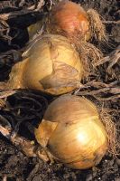 Japanese Onions 'Kelsae' drying on ground after having been pulled