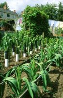Rows of leeks in suburban vegetable garden