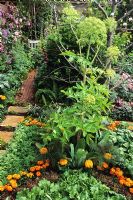 Angelica, lettuce and Calendula in kitchen vegetable garden