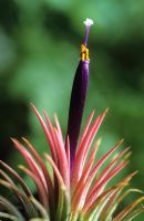 Tillandsia ionantha - Airplant in flower 