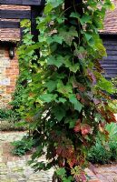 Courtyard patio garden Vitis vinifera on pergola - Lower Courts, Surrey 