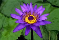 Nymphaea 'Director George T Moore'