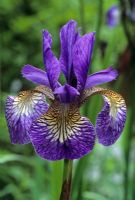 Iris sibirica 'Mrs Saunders'