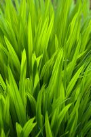 Crocosmia 'Lucifer' - Fresh young grass like foliage