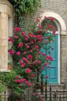 Bright pink climbing rose beside blue front door of town house